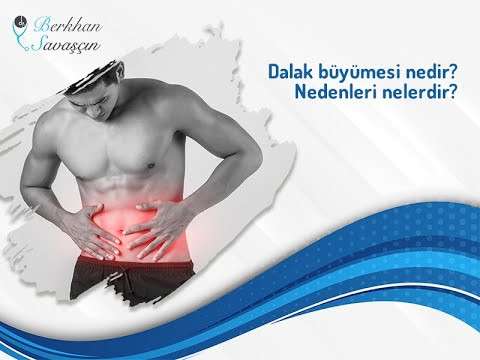genel cerrah,izmir genel cerrah,berkhan savaşçın,genel cerrahi uzmanı,op dr berkhan savaşçın,dalak,dalak büyümesi,dalak şişmesi